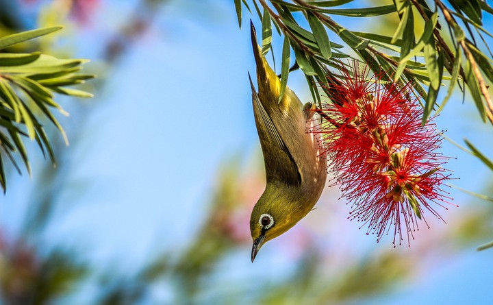 bird
