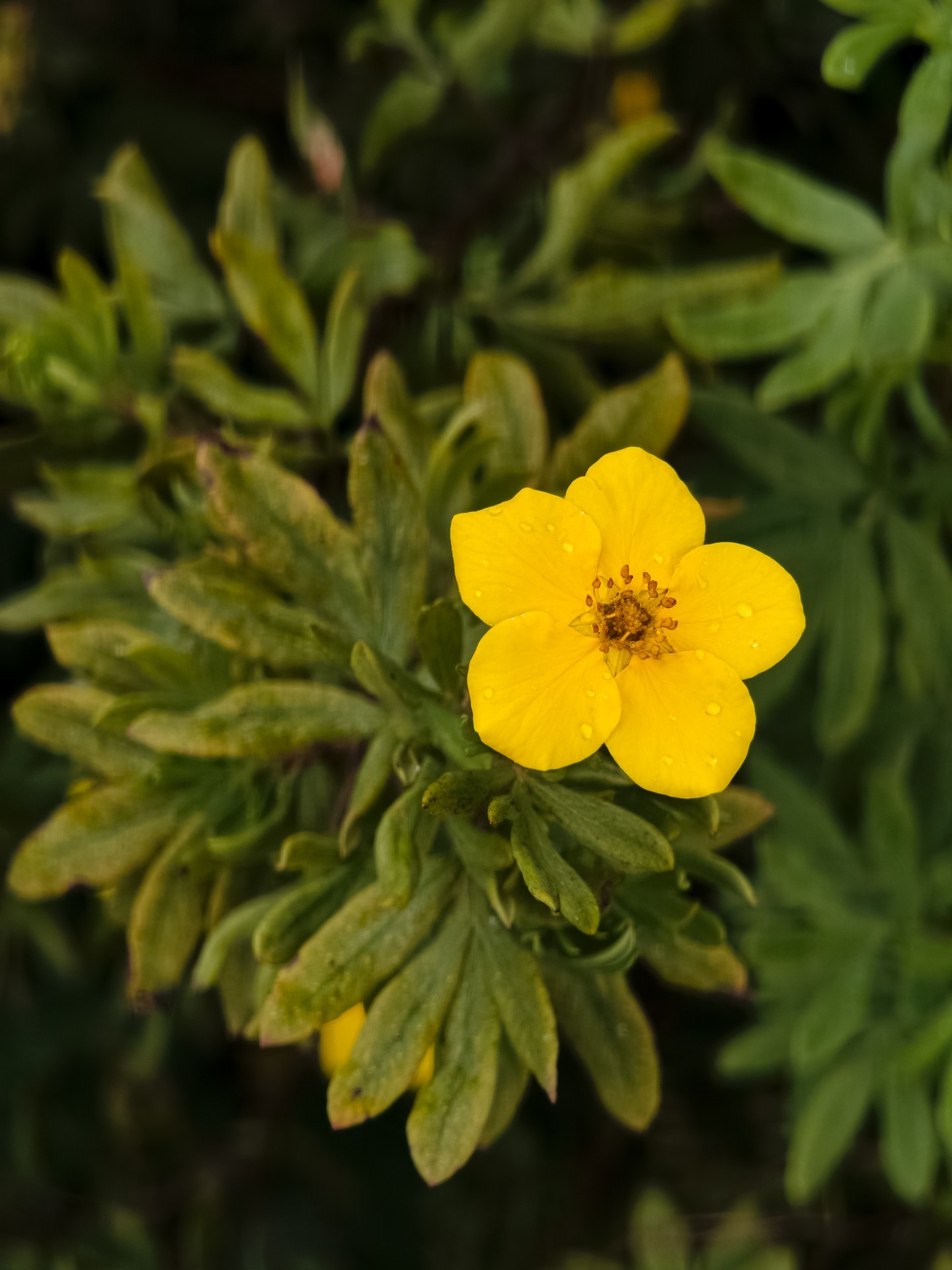 cinquefoils, groundcover Hintergrundbilder