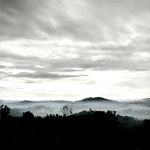 Mountain Mist