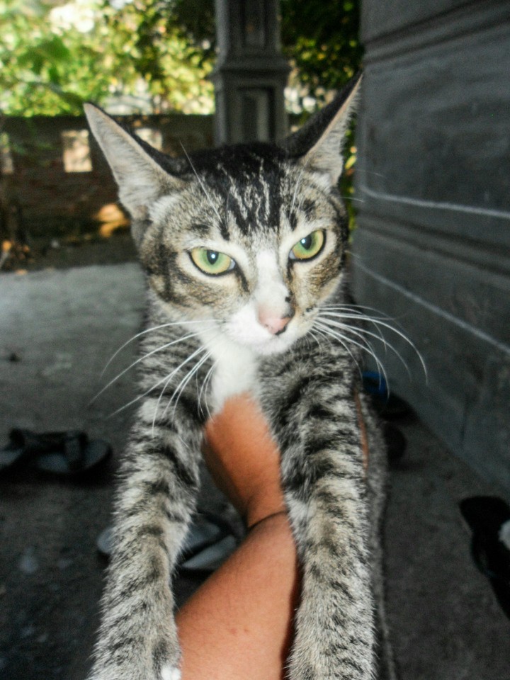 my cat, my pet