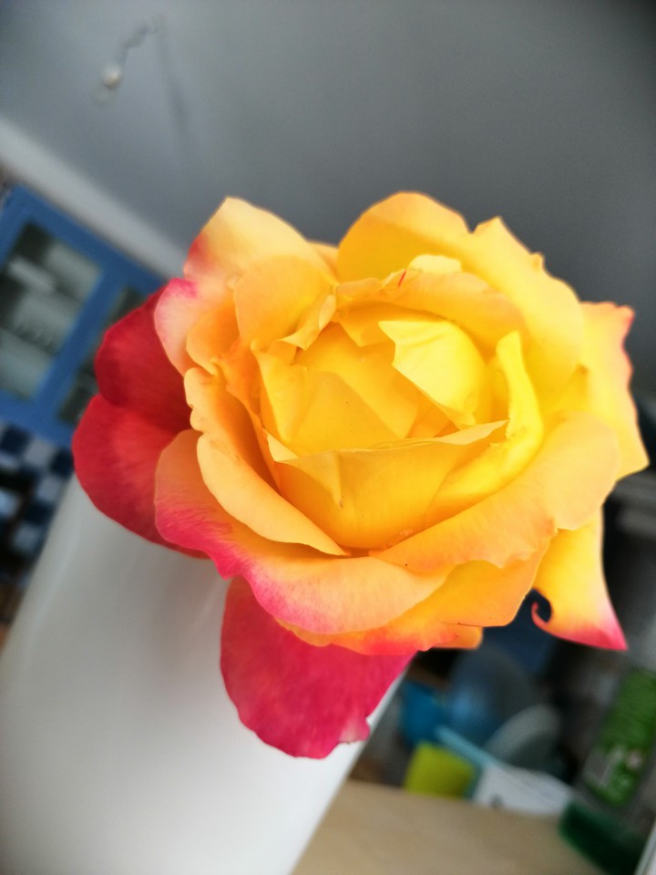 rosa