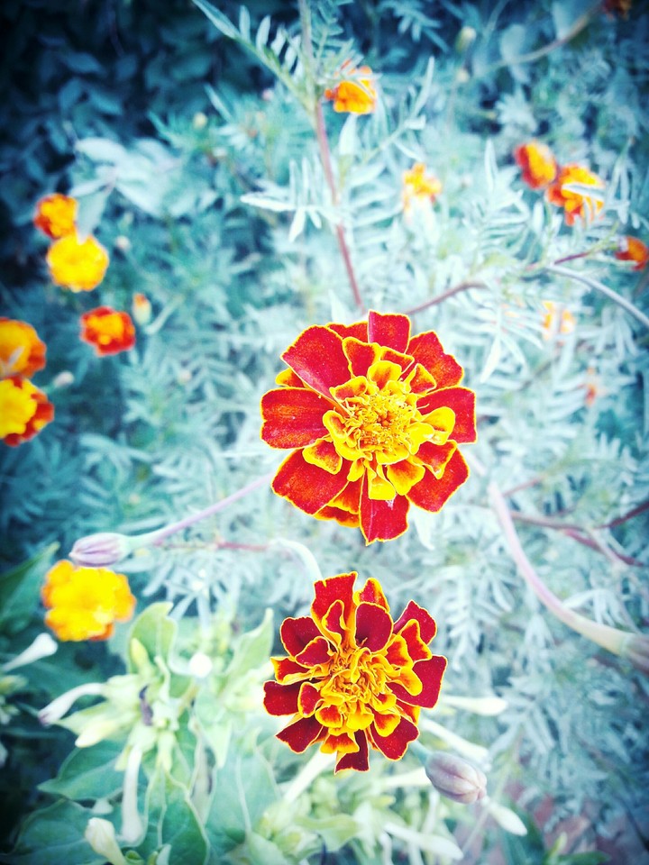 flower