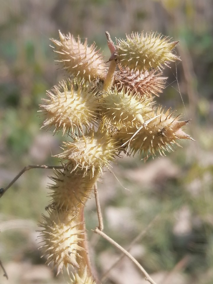 Cactus