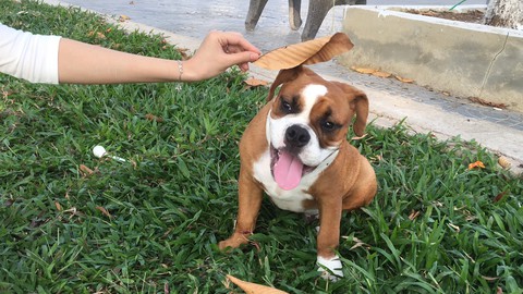 my bully