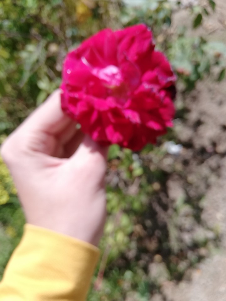 flower