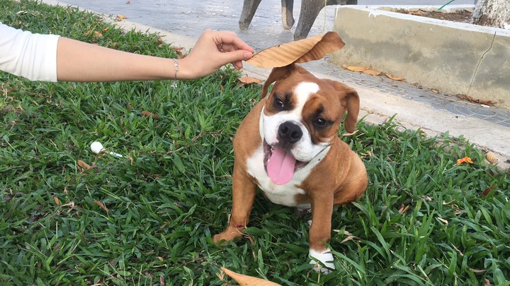 my bully