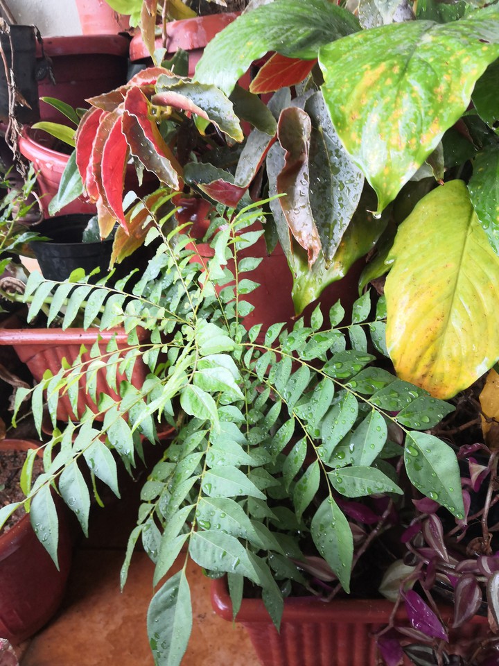 Curry Leaves Dew