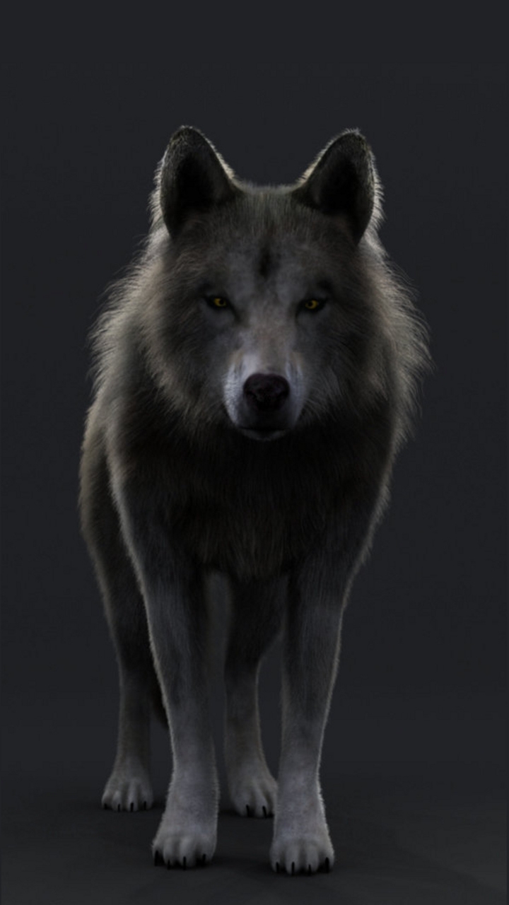 wolf