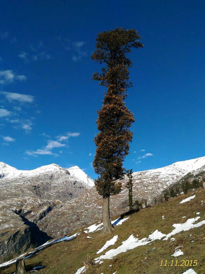 Stand Alone Tree