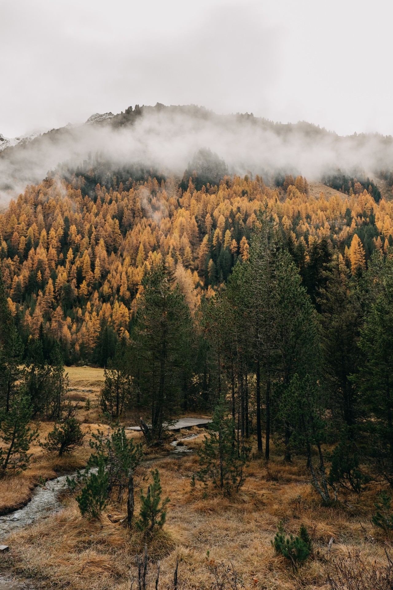 larch, hill duvar kağıtları