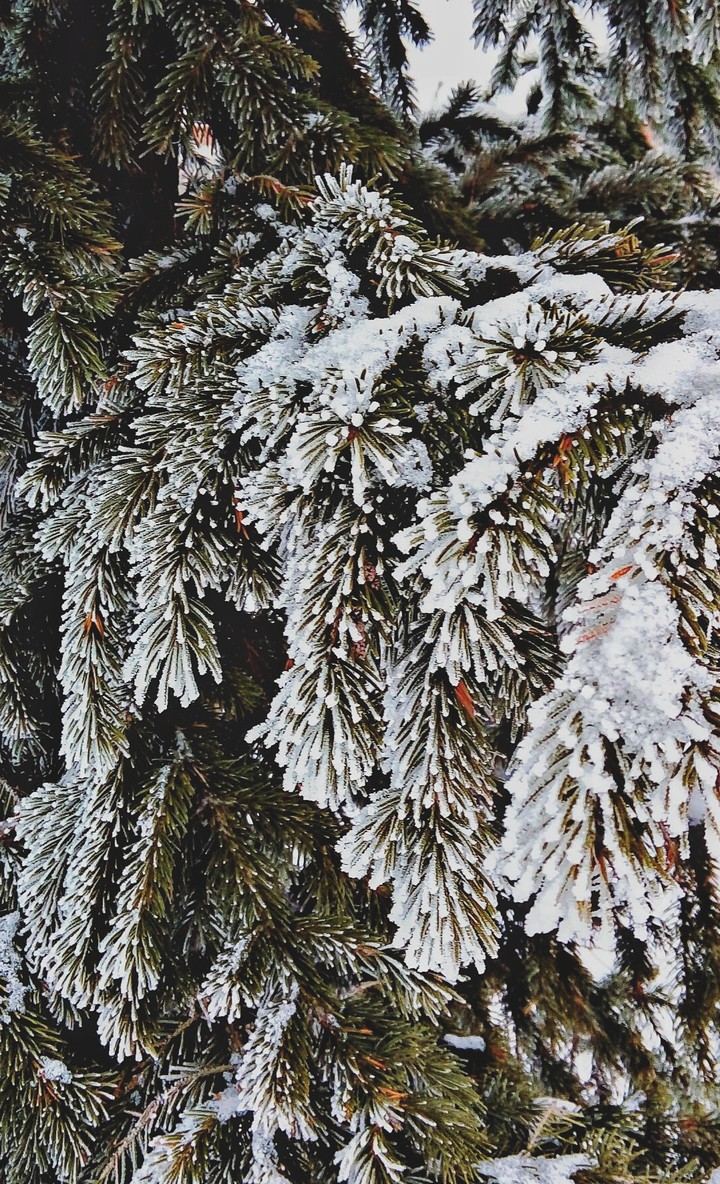 снег