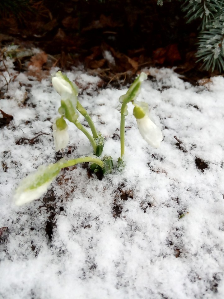 Snowdrops
