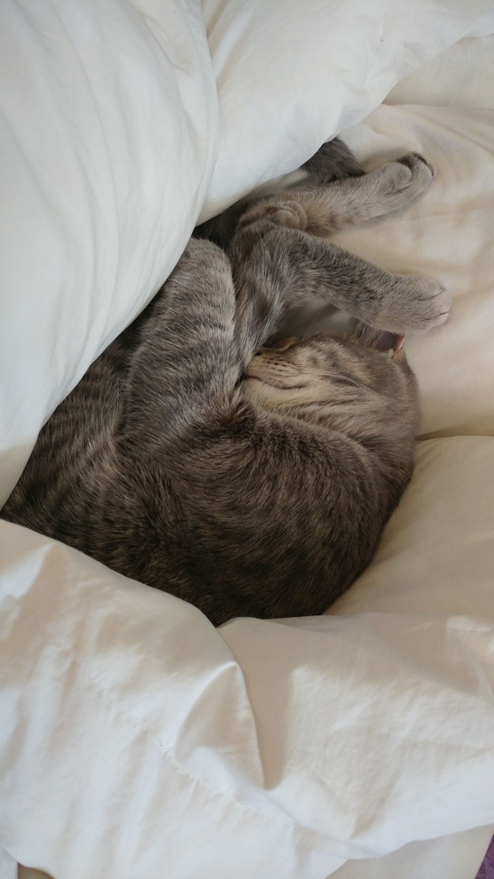 sleeping cat