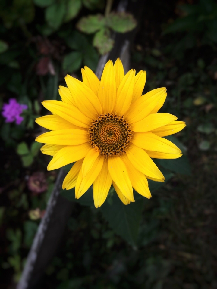 Yellow flower