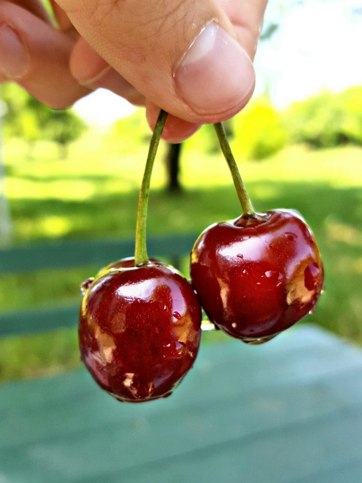 fruit