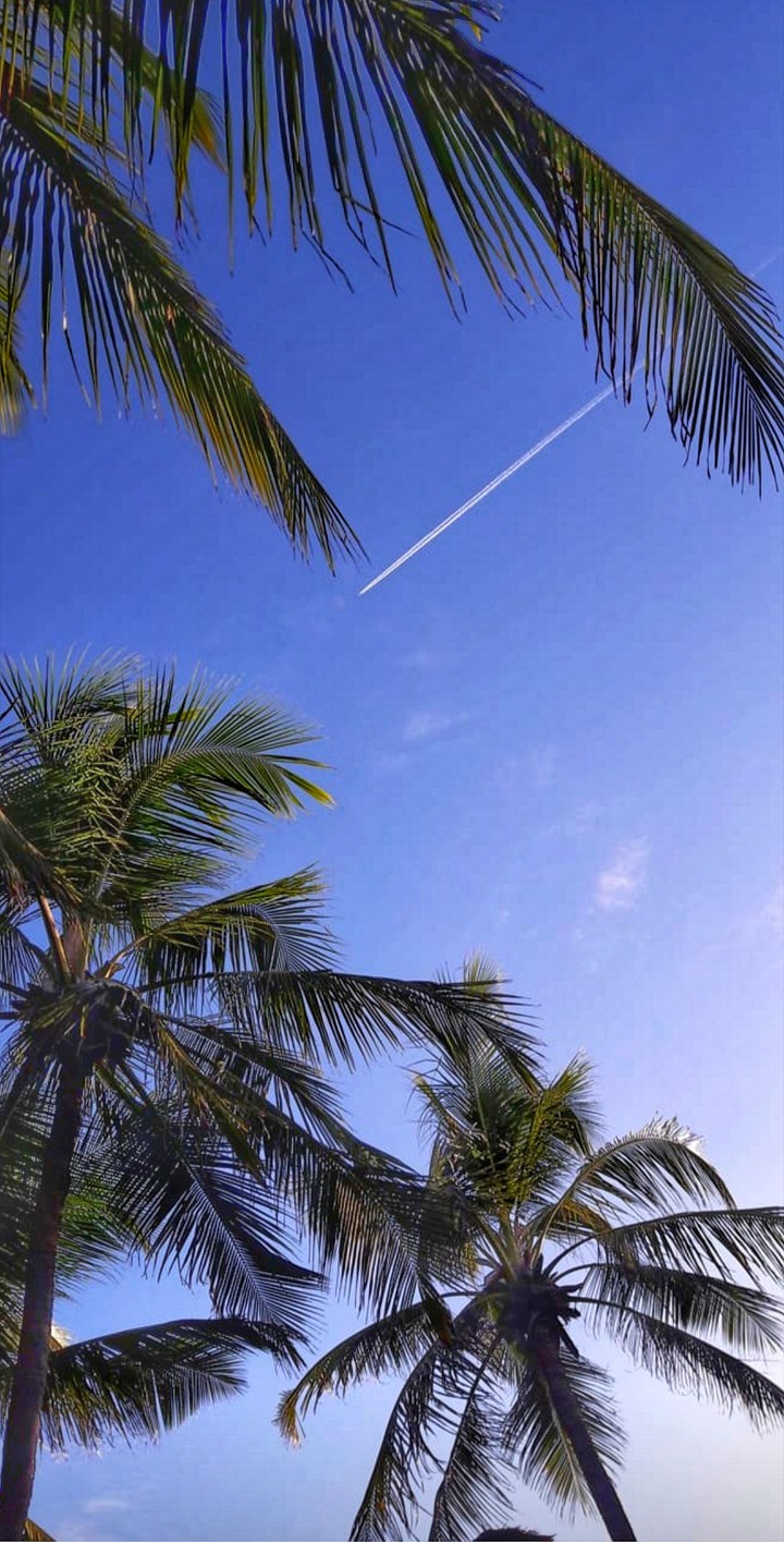sky and plane