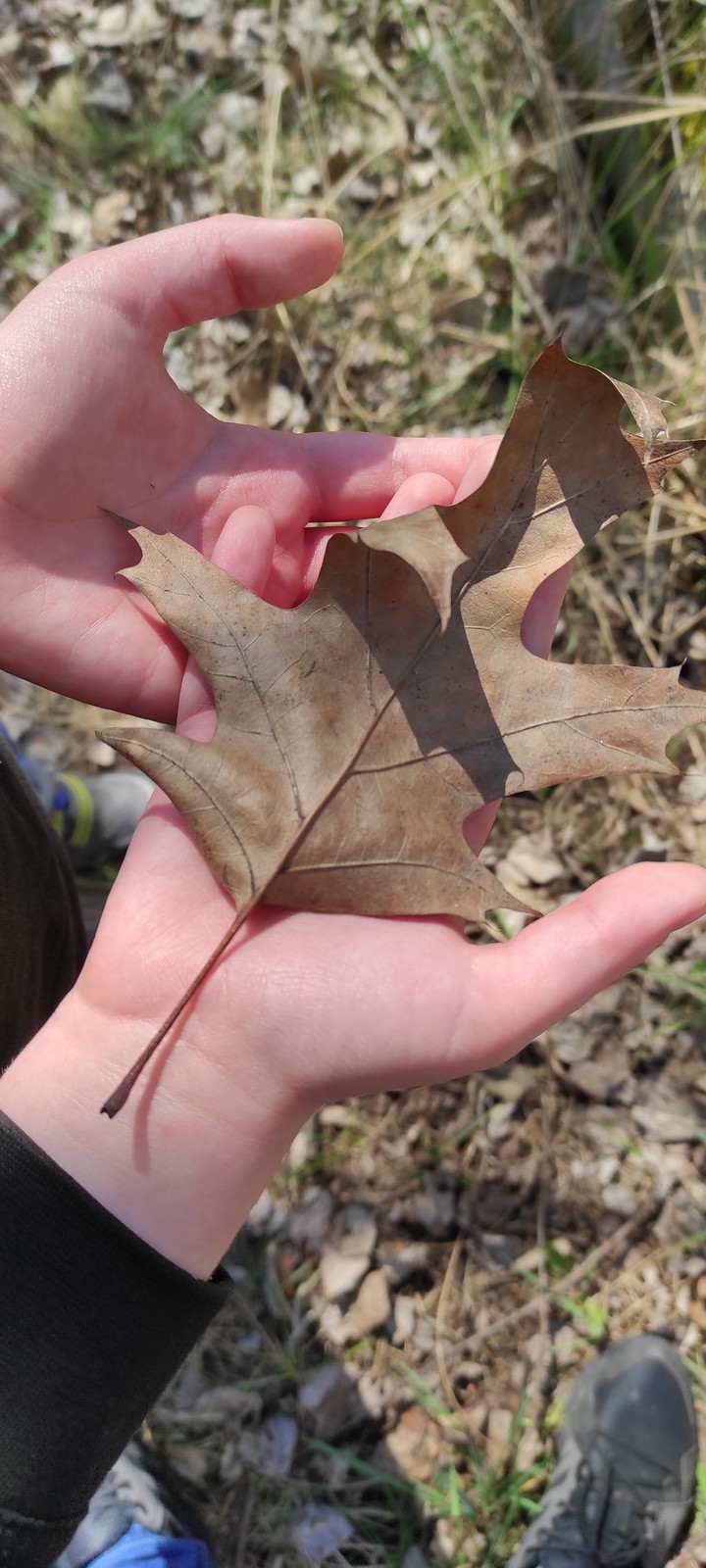 Leaf in hand