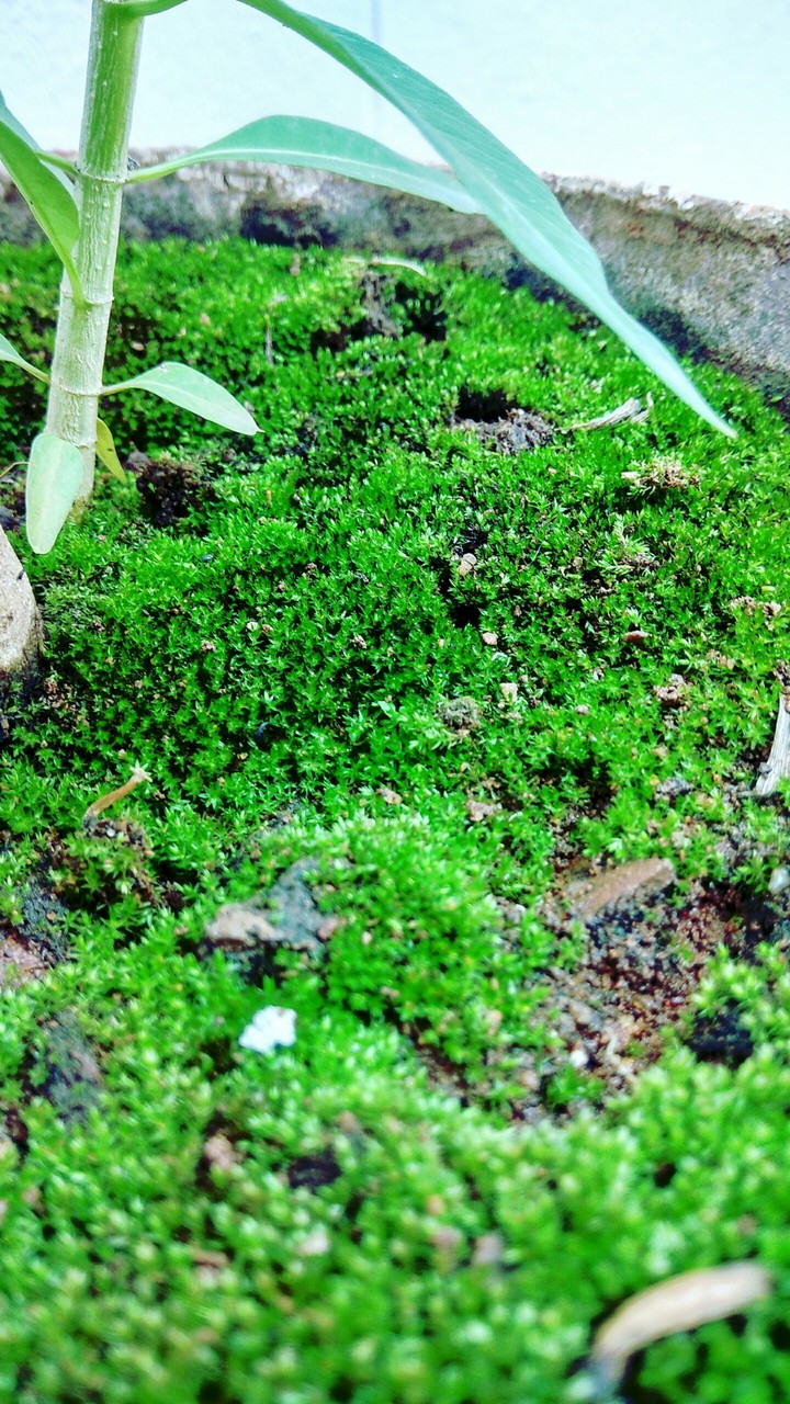 Herbs