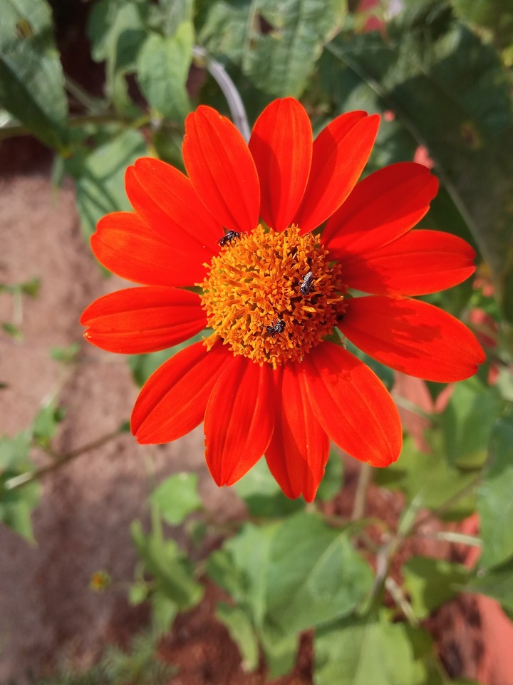 Flower