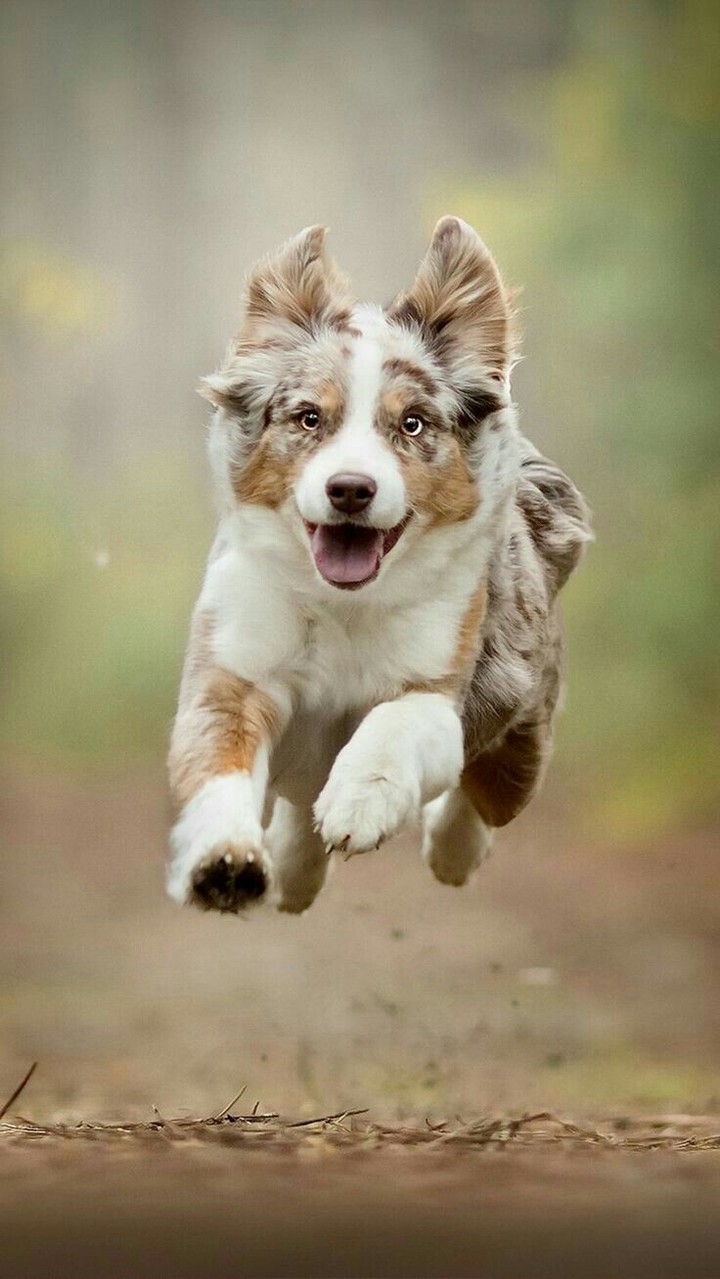 perrito lindo