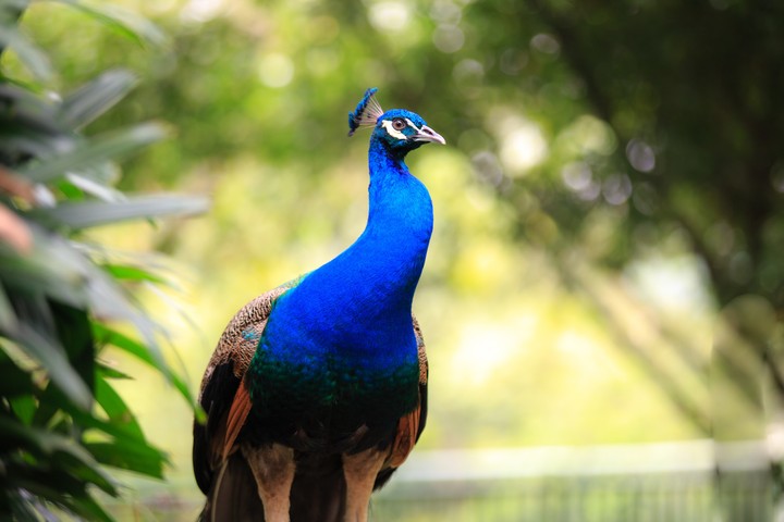 peacock