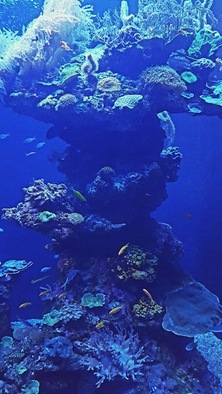 Coral Reef