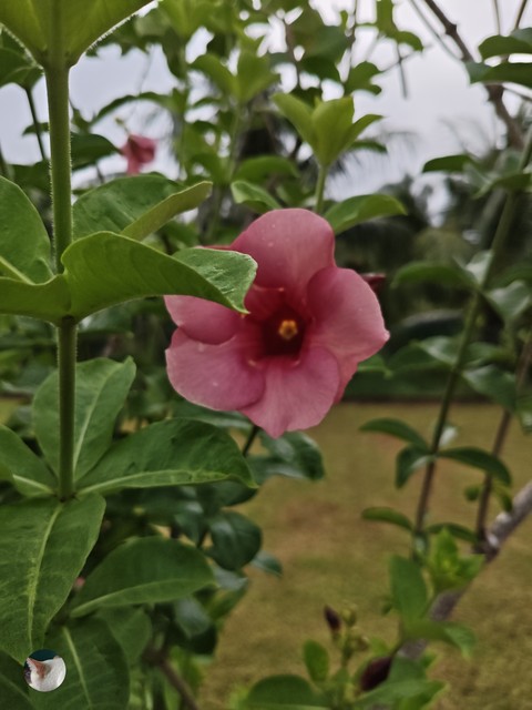 Malvales, Pedicel, Perennial_plant