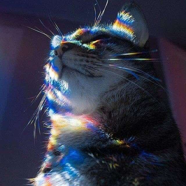 dreams