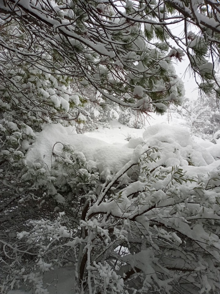 my snow
