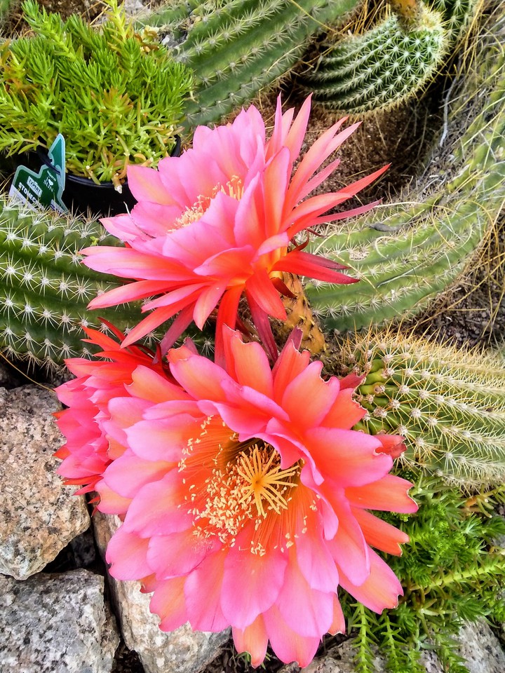 cactus flowers