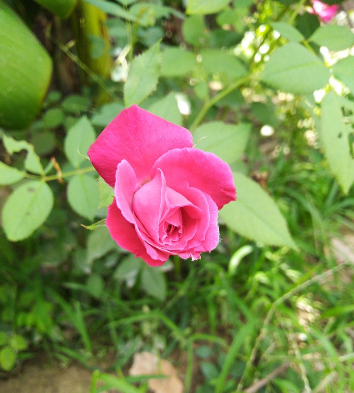Rose
