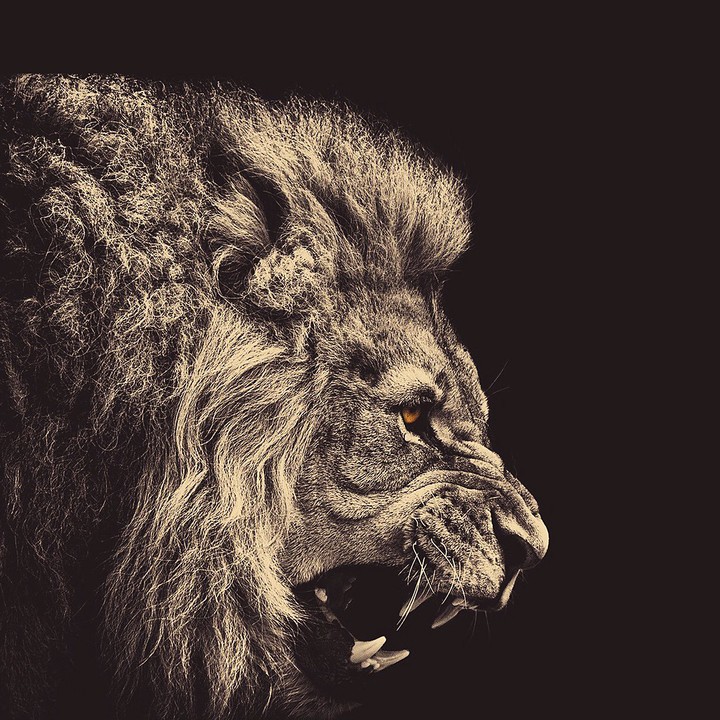 the king lion