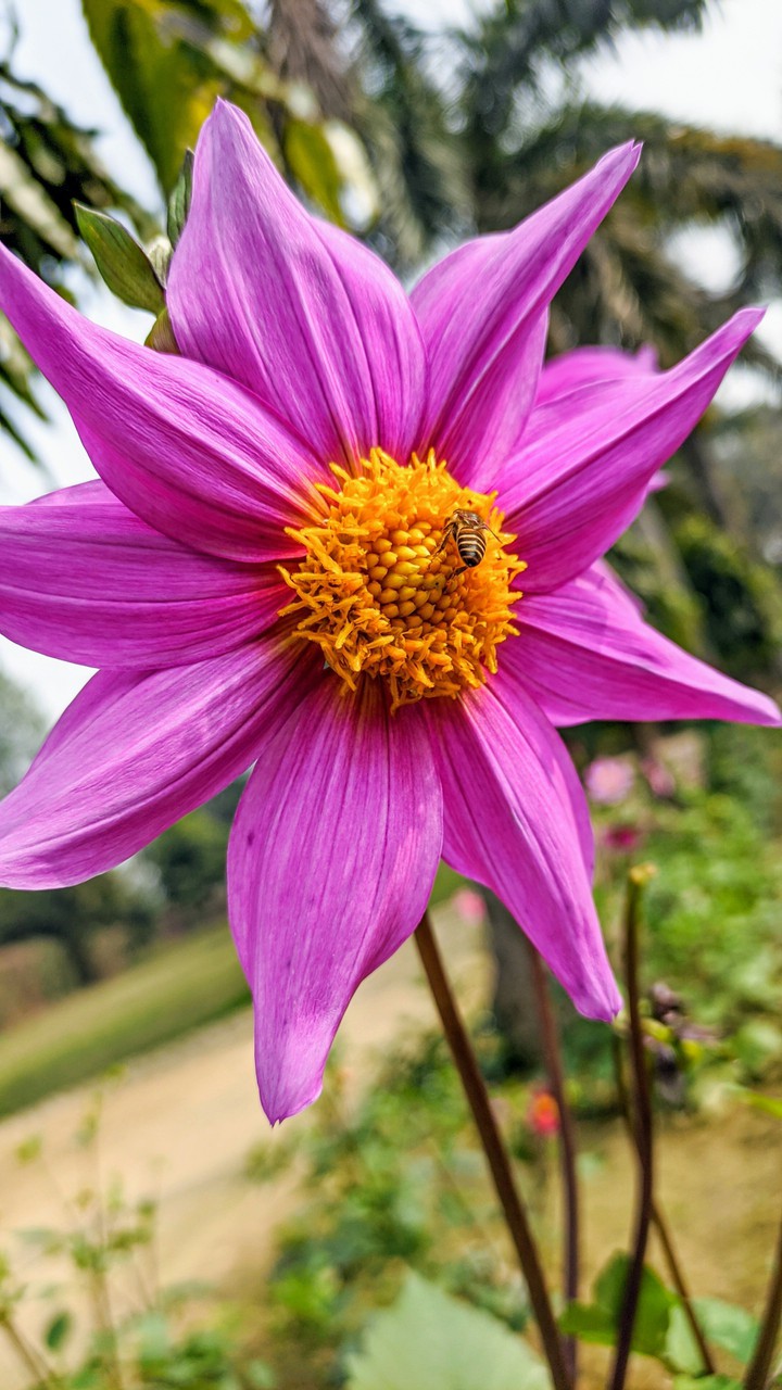 Red Dahlia