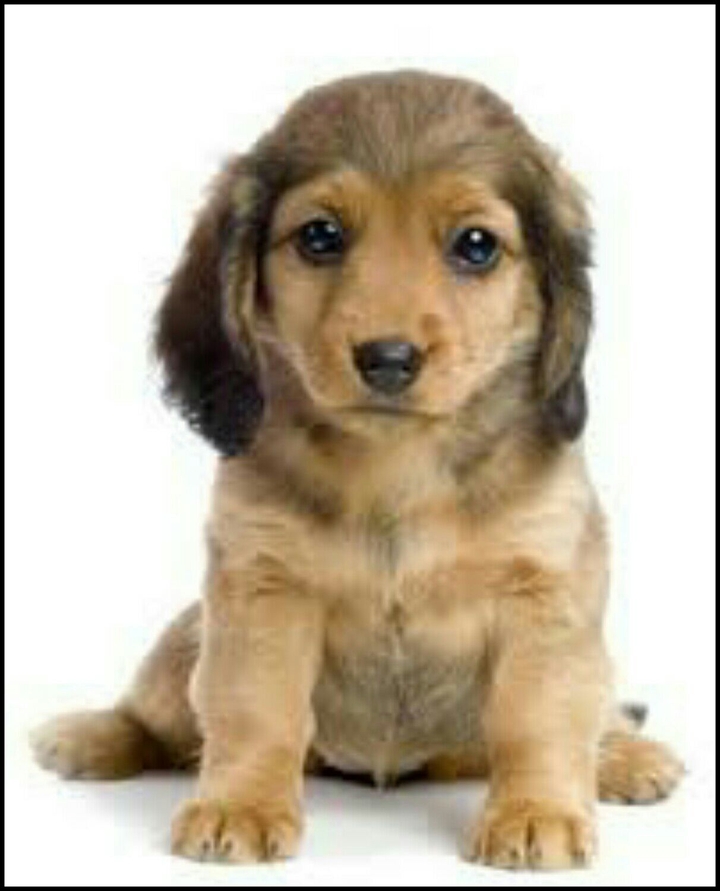 dogy