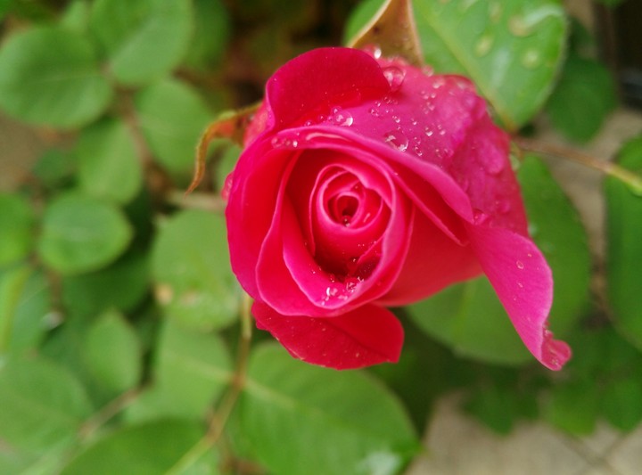 rose