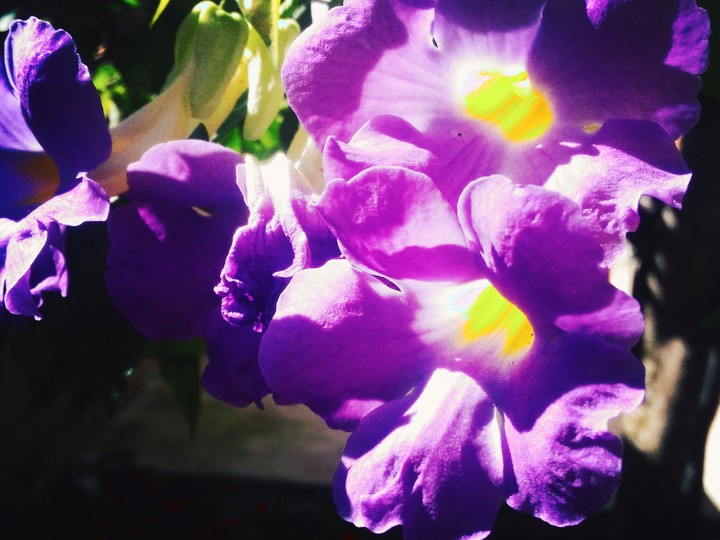 Purple Flower