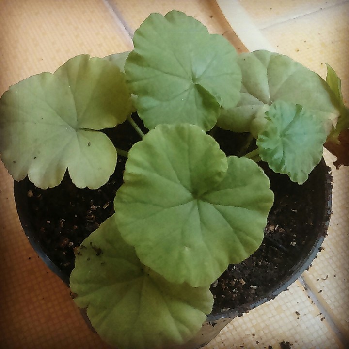 Geranium