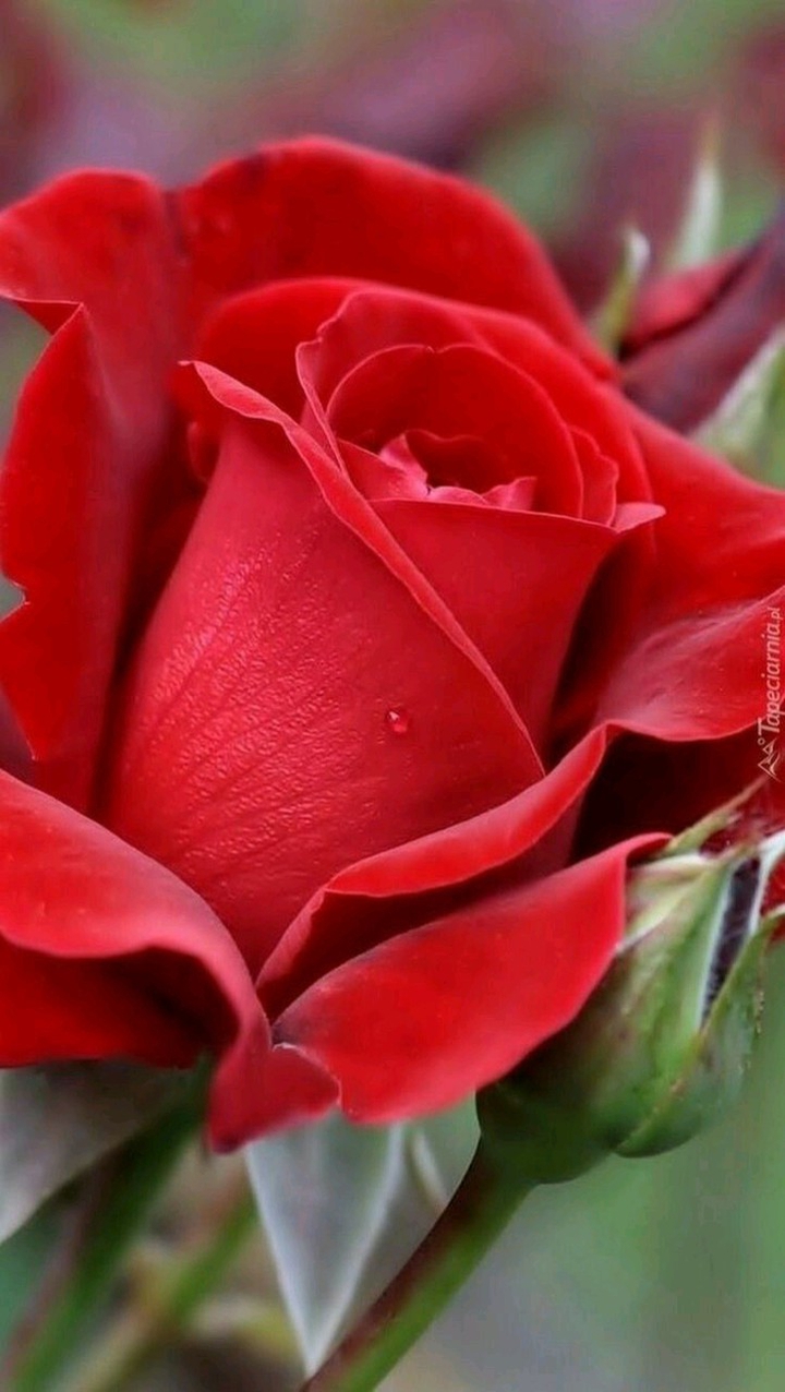 for.you. my. forwer. freands.  s...