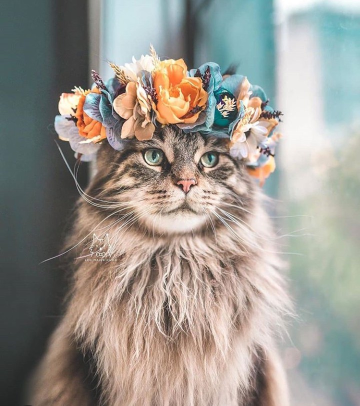 CaT_QueeN?