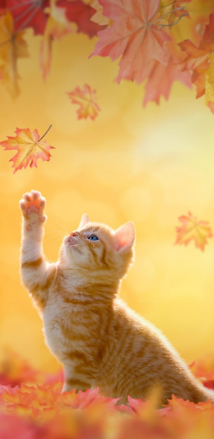 Kitty
