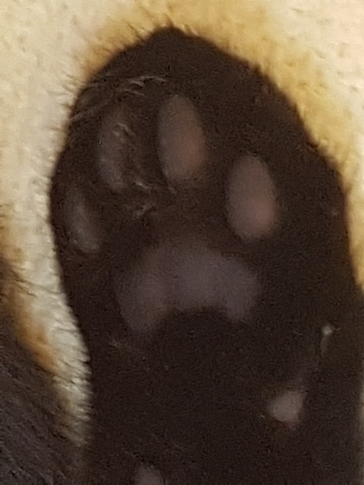 samtfote
