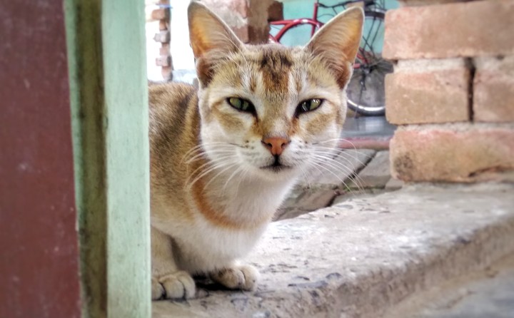 cat