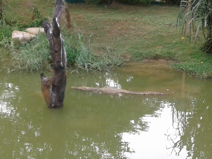 crocodile in zoo of pinnawala