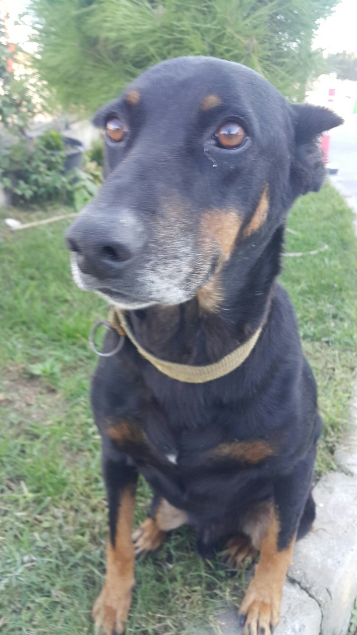 my dog name garip