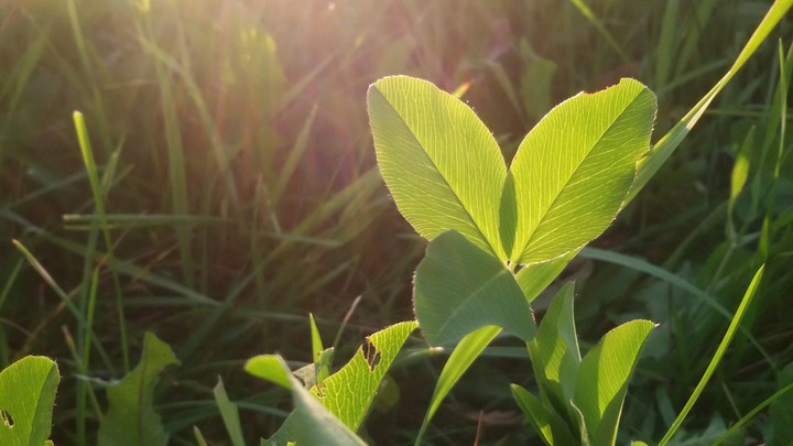 Plants