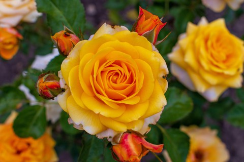 Rose