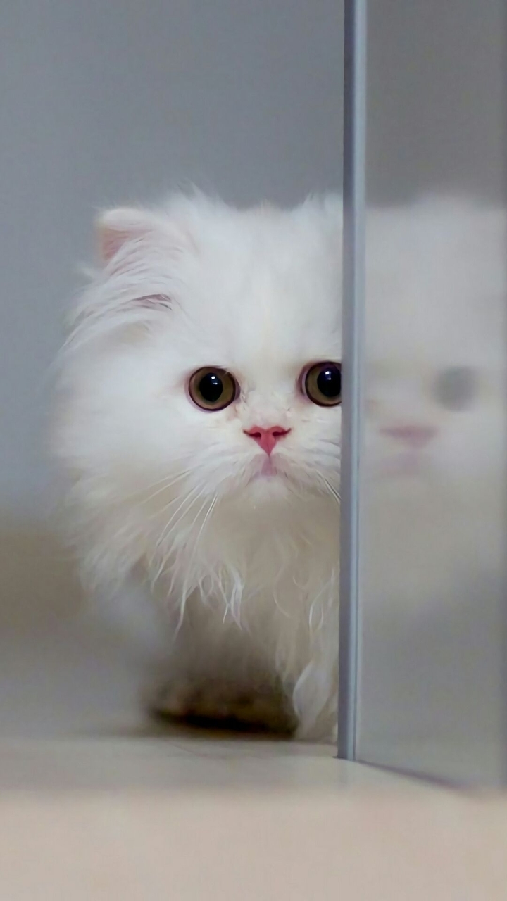 Кот