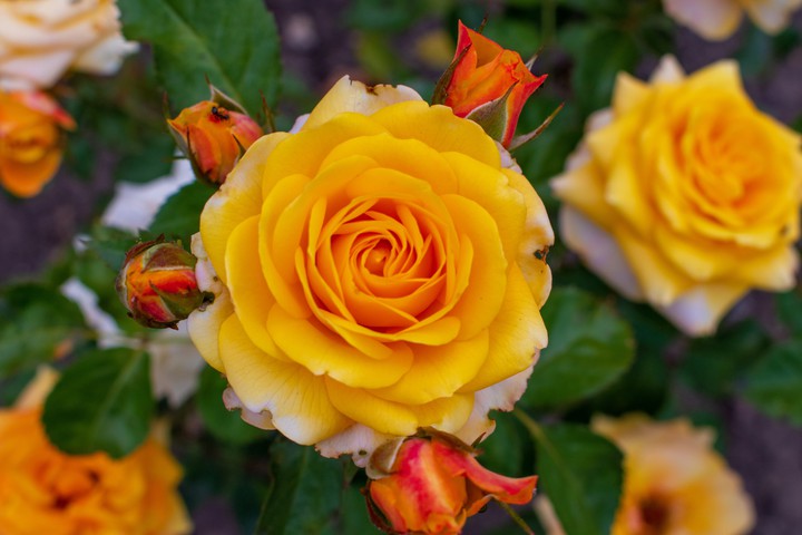 Rose