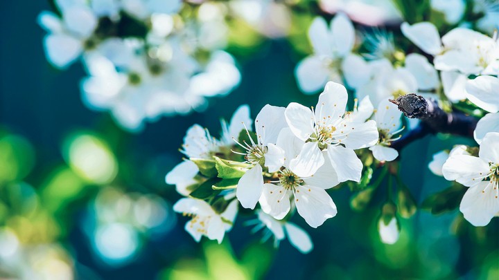 Apple Flowers