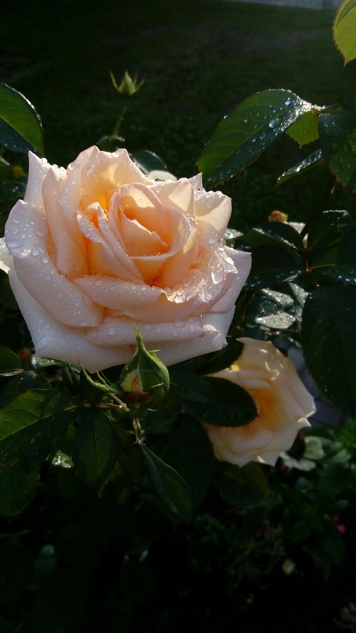 morning in tha garden